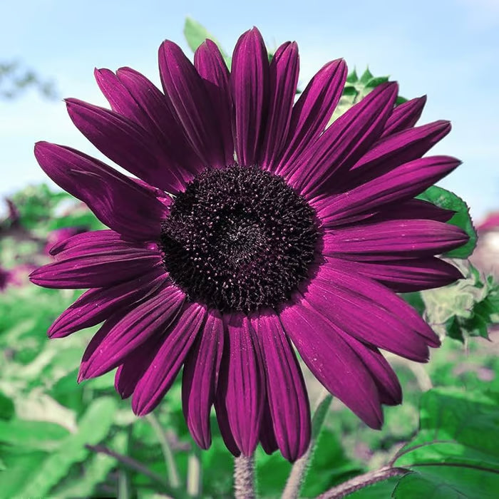 Last 8,000 Seedsš Midnight Sun Giant Sunflower Seeds š» Rare Strain & Grows 8ft+ Tall-ZBD