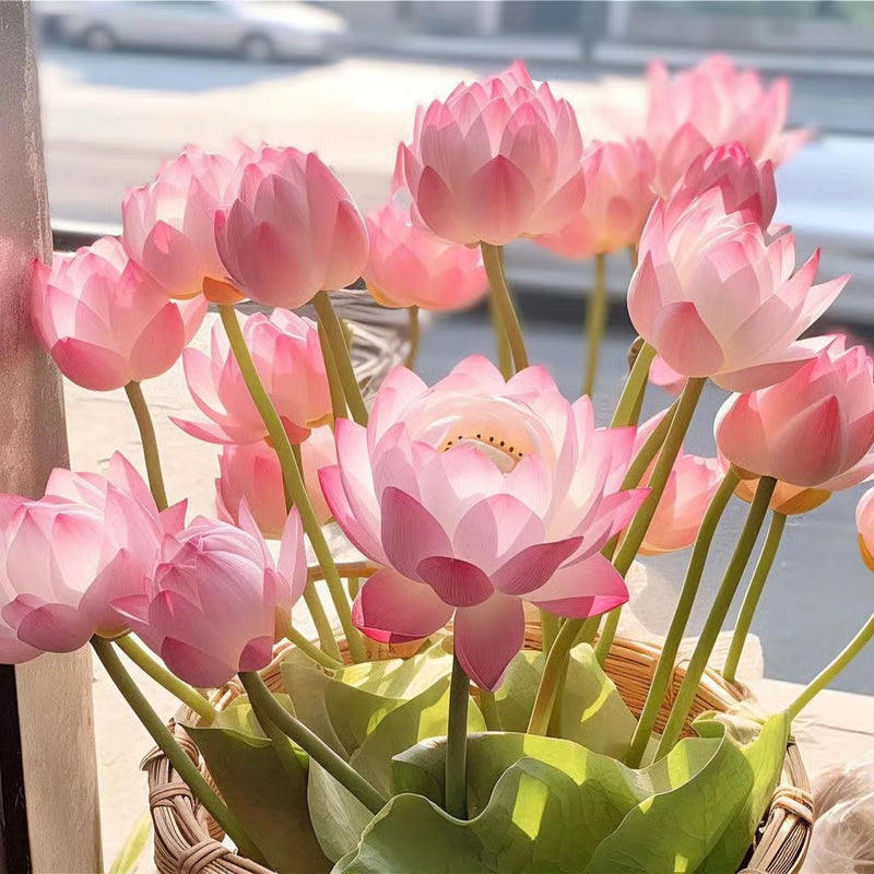 🔥💐The Sacred Bonsai Bowl Lotus Flower Seeds-ZBD