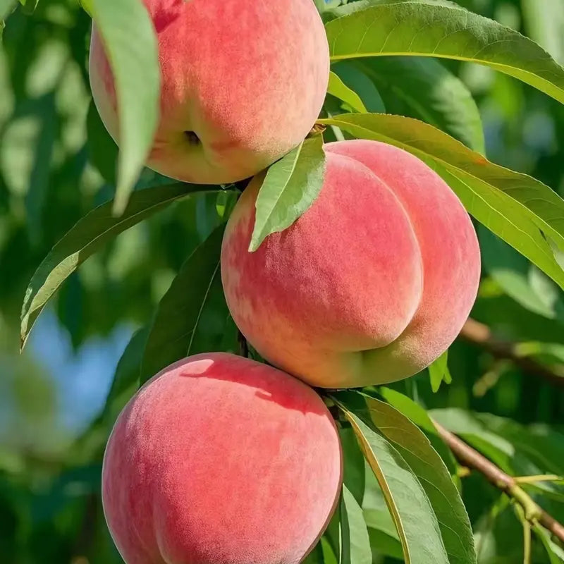 【Verdant.Vitality】Premium Sweet Honey Peach Tree Sapling | Easy-to-Grow Homegrown Fruit 🍑🌳-LGZ