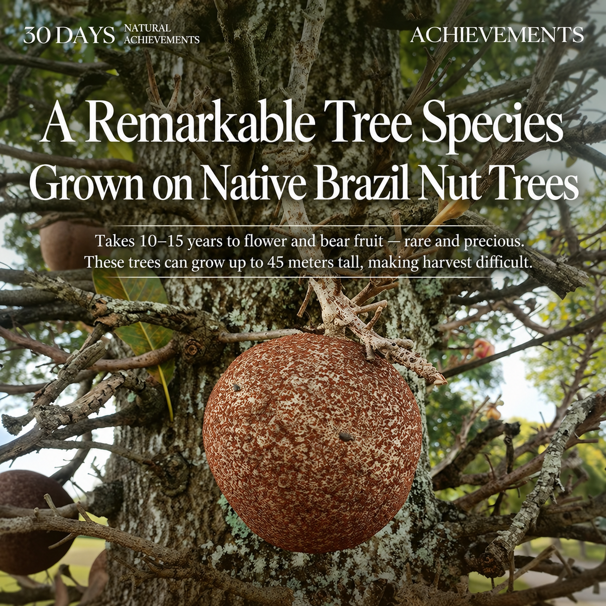 🌴Premium Brazil Nuts — Wild Harvested From Bolivia Rainforest, Fresh & Buttery Crunch-FDA