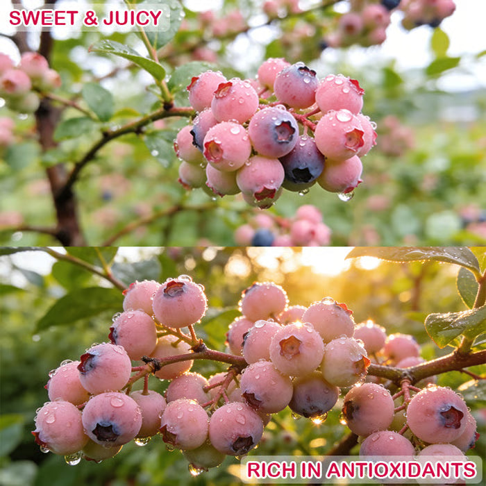 🔥50K+ SOLD!💟Premium Pink Blueberry Seeds -😋A Uniquely Delightful Taste-ZBD
