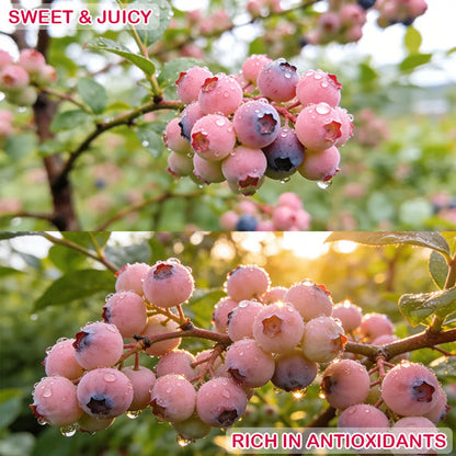 🔥50K+ SOLD!💟Premium Pink Blueberry Seeds -😋A Uniquely Delightful Taste-ZBD