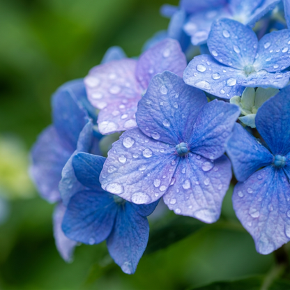 Grow Your Dream Garden! 🌸 Endless Summer Hydrangea Seeds | Color-Changing Magic Blooms | Easy DIY Gardening Gift for Her 🔮✨-QZZ
