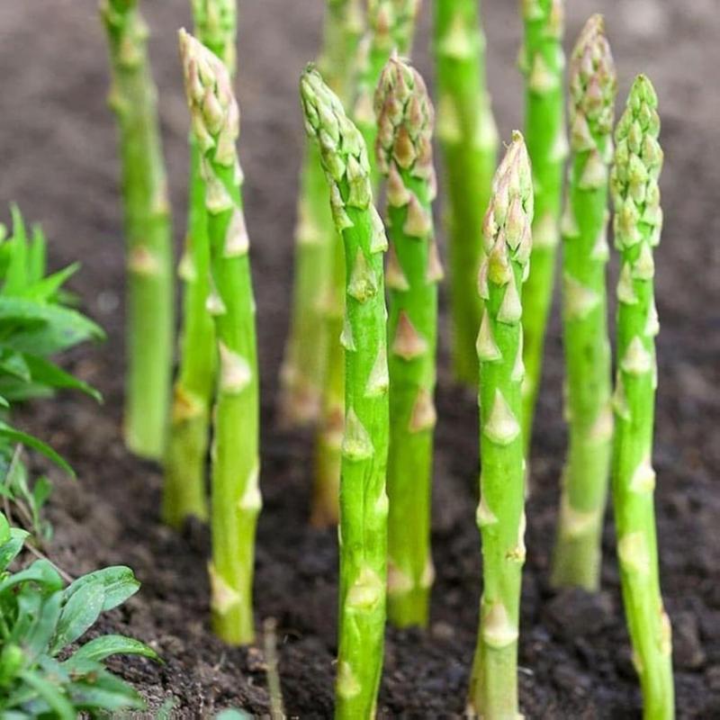 🌱 Mary Washington Asparagus Seeds | 💚Low Maintenance | ✅Plant Once, Harvest 20+ Years-AUX