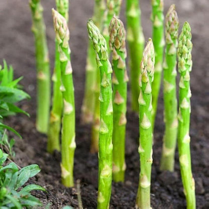 🌱 Mary Washington Asparagus Seeds | 💚Low Maintenance | ✅Plant Once, Harvest 20+ Years-AUX