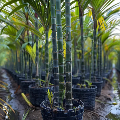 Premium High-Sucrose Sugarcane Seeds | 1000+ Non-GMO Hybrid Sugar Cane Seeds for Home Gardening 🌿🍬 LGZ