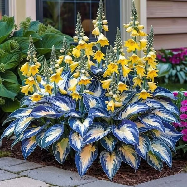 💥LAST DAY SALE 50%OFF💥🌿Premium Rare Hosta Seeds-ZBD