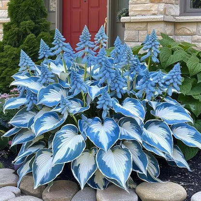 💥LAST DAY SALE 50%OFF💥🌿Premium Rare Hosta Seeds-ZBD