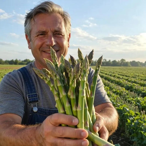 Asparagus Seeds for Planting, Non-GMO Heirloom Vegetable Seeds, Perennial and Easy to Grow, Ideal for Home Garden Growing-JY