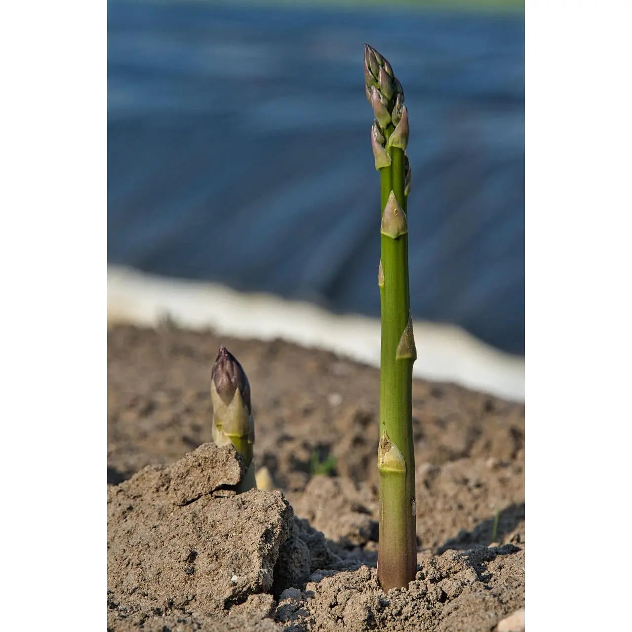 Premium Mary Washington Asparagus Seeds | Easy-to-Grow Heirloom Perennial Vegetable 🌱 LGZ