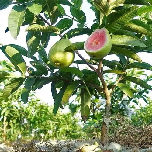 【Verdant.Vitality】Premium Live Guava Tree Sapling | Easy-to-Grow Tropical Fruit Tree for Home & Patio 🍈🌿-KPL