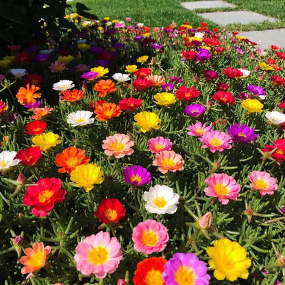 10,000 Premium Double-Flowered Moss Rose Seeds (Portulaca) | Vibrant Mixed Colors, Drought Tolerant & Easy to Grow 🌸-LGZ