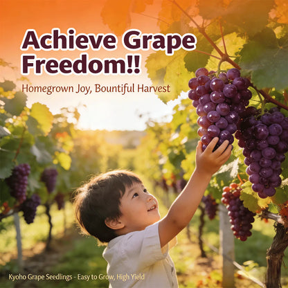 Premium Easy-Grow Kyoho Grapevine | Extra-Large, Ultra-Sweet Fruit for Home Gardens 🍇🌿 LGZ