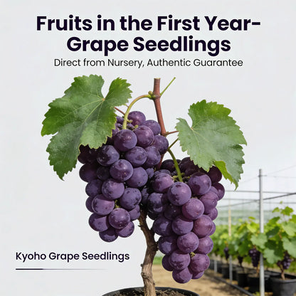 Premium Easy-Grow Kyoho Grapevine | Extra-Large, Ultra-Sweet Fruit for Home Gardens 🍇🌿 LGZ