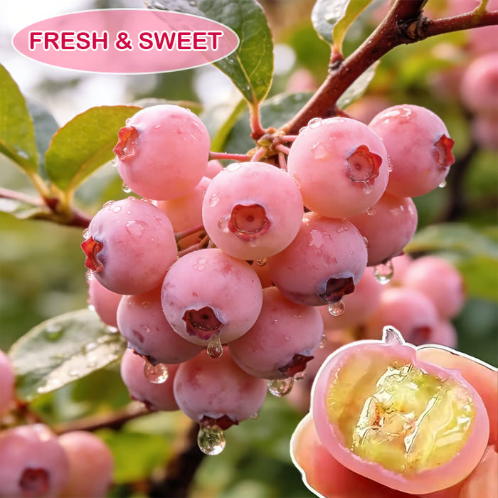 🔥50K+ SOLD!💟Premium Pink Blueberry Seeds -😋A Uniquely Delightful Taste-ZBD