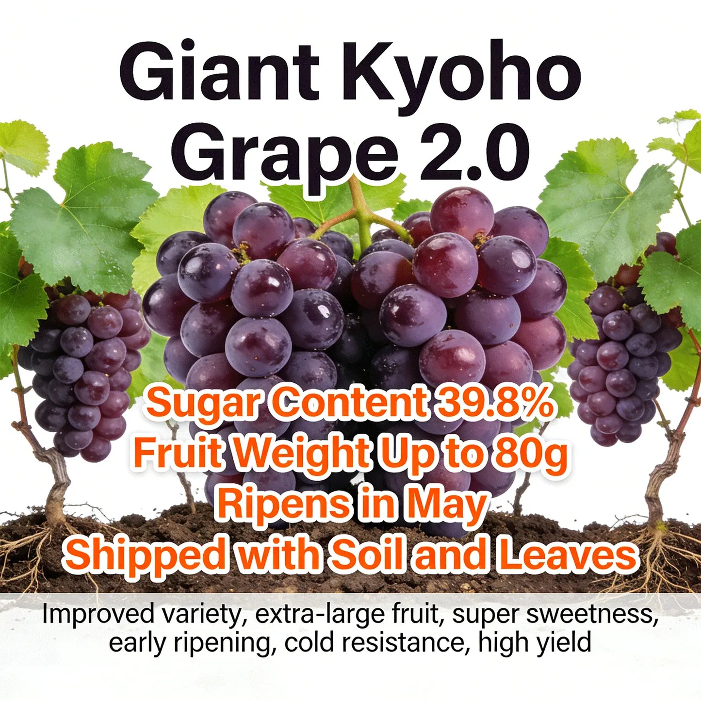 Premium Easy-Grow Kyoho Grapevine | Extra-Large, Ultra-Sweet Fruit for Home Gardens 🍇🌿 LGZ