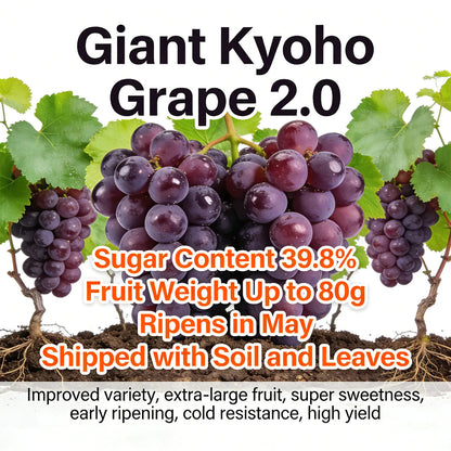 Premium Easy-Grow Kyoho Grapevine | Extra-Large, Ultra-Sweet Fruit for Home Gardens 🍇🌿 LGZ