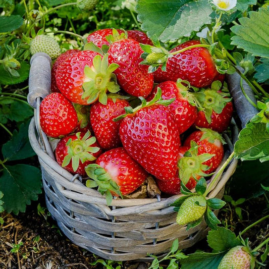 Strawberry seeds, suitable for potted plants, greenhouses and outdoor gardens, easy-to-grow fruit seeds.-KPL
