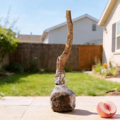 【Verdant.Vitality】Premium Sweet Honey Peach Tree Sapling | Easy-to-Grow Homegrown Fruit 🍑🌳-LGZ