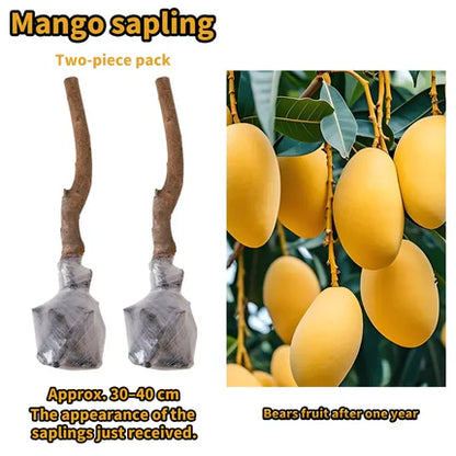 Live Mango Tree Plant Seedling | Beginner Friendly Fruit Tree for Backyard Garden | Tropical Home Gardening Plant.-KPL