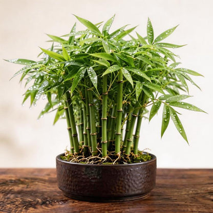 Lucky Bamboo Cypress Seeds - Grow Live Indoor Houseplants for Home & Office Decor, Easy Care Low Light Plants, Feng Shui Good Luck Plant🌱-LGZ
