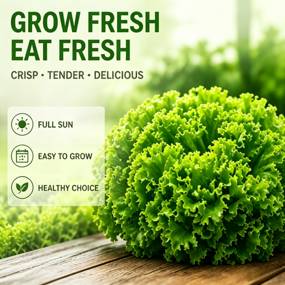 🥬 Large Salad Lettuce Seeds - Non-GMO, High Germination, Easy to Grow for Home Garden-LT