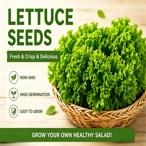 🥬 Large Salad Lettuce Seeds - Non-GMO, High Germination, Easy to Grow for Home Garden-LT