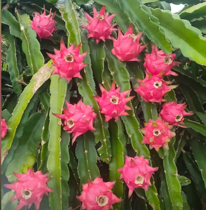 🌱 High-Quality Dragon Fruit Seeds | 1000 Pieces Non-GMO Hybrid Seeds, Ideal for Home Planting 🌿🌴-XLB