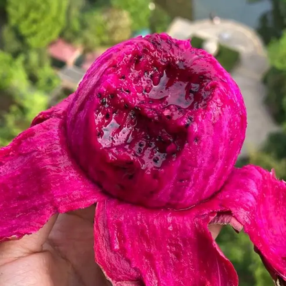 🌱 High-Quality Dragon Fruit Seeds | 1000 Pieces Non-GMO Hybrid Seeds, Ideal for Home Planting 🌿🌴-XLB