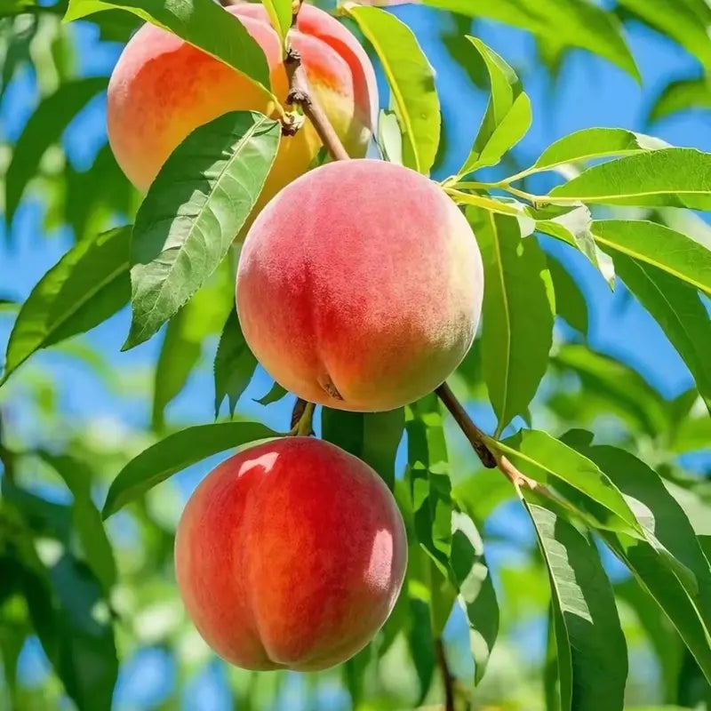 【Verdant.Vitality】Premium Peach  | Grow Your Own Indoor/Outdoor Fruit Tree 🍑🌿 -LGZ