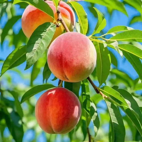 【Verdant.Vitality】Premium Peach  | Grow Your Own Indoor/Outdoor Fruit Tree 🍑🌿 -LGZ
