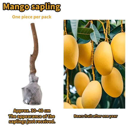 Live Mango Tree Plant Seedling | Beginner Friendly Fruit Tree for Backyard Garden | Tropical Home Gardening Plant.-KPL