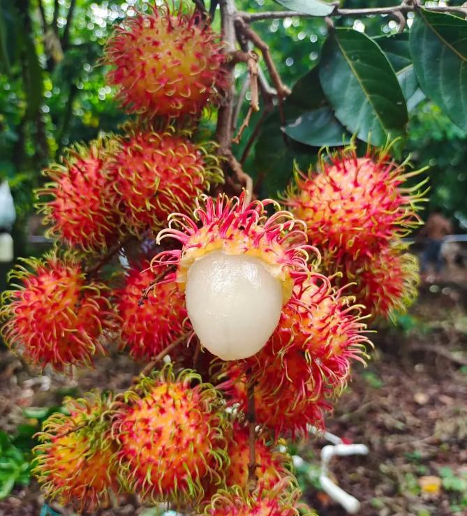 Rambutan Seeds – Rare Tropical Fruit Tree Seeds, Easy to Grow, Indoor & Outdoor Planting, All-Season Sowing, Ideal for Home Gardening.-KPL
