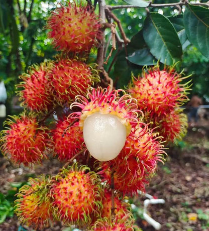 Rambutan Seeds – Rare Tropical Fruit Tree Seeds, Easy to Grow, Indoor & Outdoor Planting, All-Season Sowing, Ideal for Home Gardening.-KPL