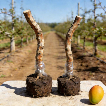 Live Mango Tree Plant Seedling | Beginner Friendly Fruit Tree for Backyard Garden | Tropical Home Gardening Plant.-KPL