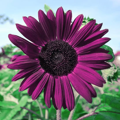 Last 8,000 Seeds💜 Midnight Sun Giant Sunflower Seeds 🌻 Rare Strain & Grows 8ft+ Tall-ZBD