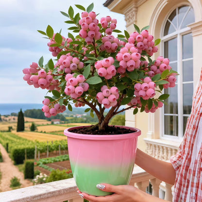 🔥50K+ SOLD!💟Premium Pink Blueberry Seeds -😋A Uniquely Delightful Taste-ZBD