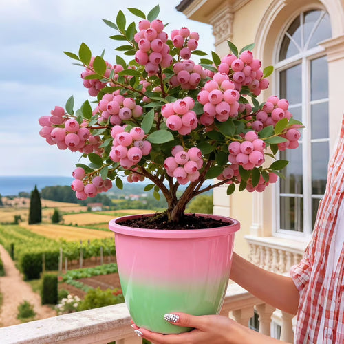 🔥50K+ SOLD!💟Premium Pink Blueberry Seeds -😋A Uniquely Delightful Taste-ZBD