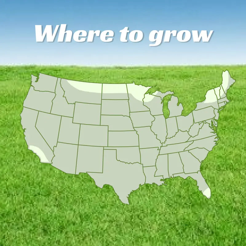 Grass Seed and Shade Grass, Grows quickly and withstands all seasons, perfect for high-quality turf and golf courses, High Germination Grass Seeds Grown in USA-LGZ