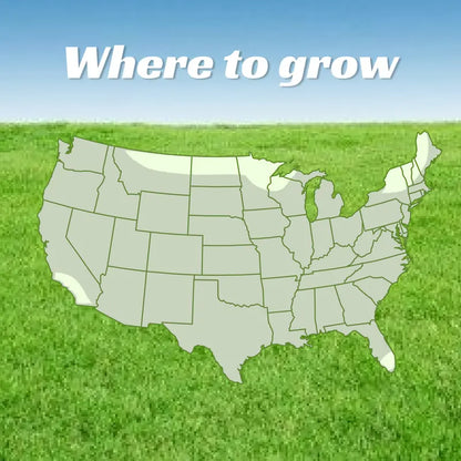 Grass Seed and Shade Grass, Grows quickly and withstands all seasons, perfect for high-quality turf and golf courses, High Germination Grass Seeds Grown in USA-LGZ