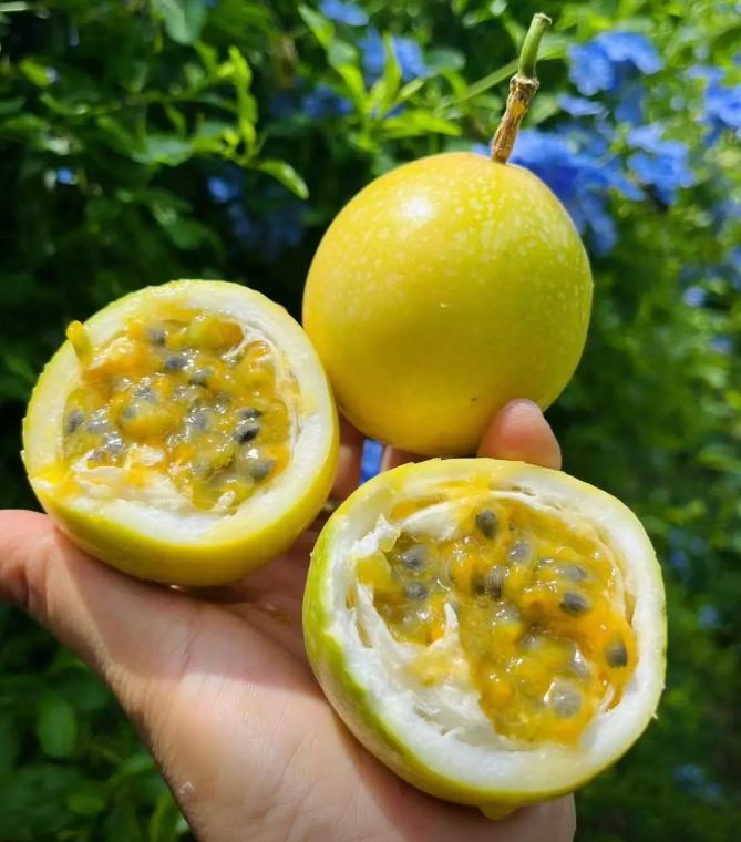 Passion Fruit Seeds - 50 Pcs