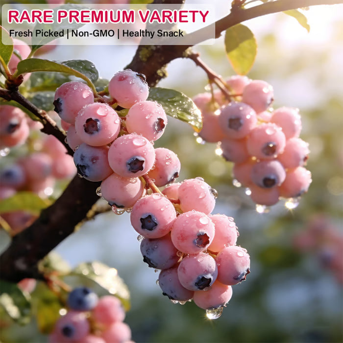 🔥50K+ SOLD!💟Premium Pink Blueberry Seeds -😋A Uniquely Delightful Taste-ZBD