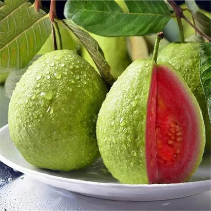 Guava seeds, suitable for potted plants, greenhouses and outdoor gardens, easy-to-cultivate fruit tree seeds.-KPL