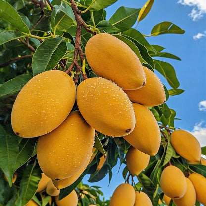 Live Mango Tree Plant Seedling | Beginner Friendly Fruit Tree for Backyard Garden | Tropical Home Gardening Plant.-KPL