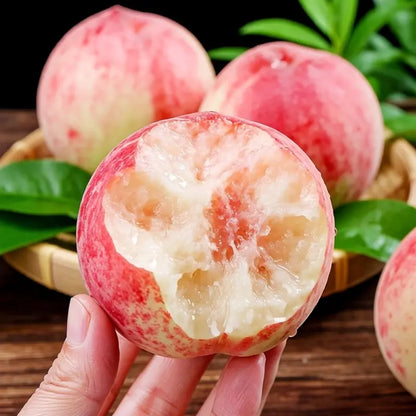 【Verdant.Vitality】Premium Peach  | Grow Your Own Indoor/Outdoor Fruit Tree 🍑🌿 -LGZ