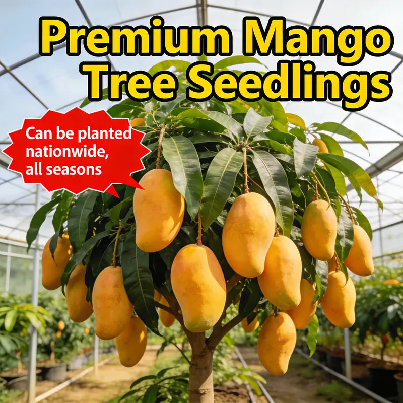 【Verdant.Vitality】Premium Live Mango Tree Sapling | Easy-to-Grow Tropical Fruit Tree for Home & Patio 🥭🌴 -LGZ