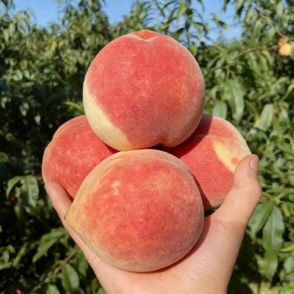 【Verdant.Vitality】Premium Sweet Honey Peach Tree Sapling | Easy-to-Grow Homegrown Fruit 🍑🌳-LGZ