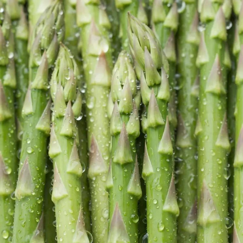 Asparagus Seeds for Planting, Non-GMO Heirloom Vegetable Seeds, Perennial and Easy to Grow, Ideal for Home Garden Growing-JY