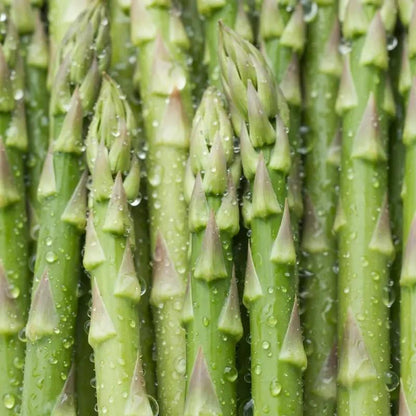 Asparagus Seeds for Planting, Non-GMO Heirloom Vegetable Seeds, Perennial and Easy to Grow, Ideal for Home Garden Growing-JY