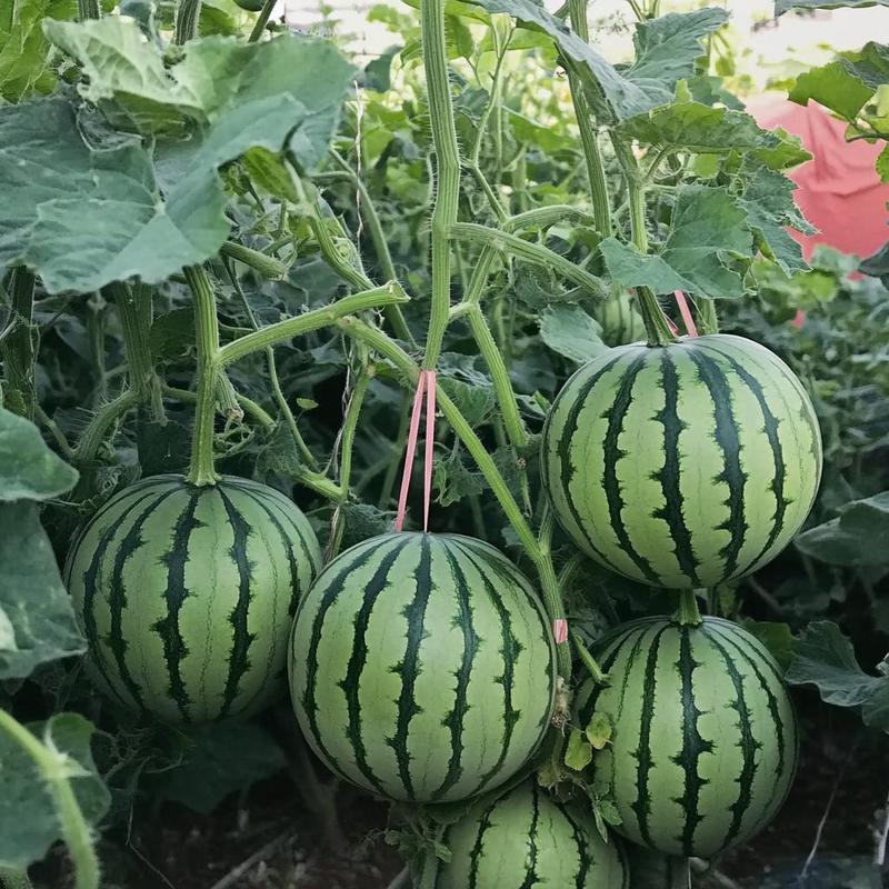 Fast-growing watermelon seeds allow you to enjoy sweet, juicy fruit all summer long — a must-have for every home garden.-KPL